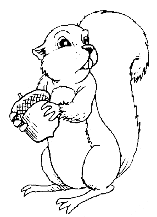 Squirrel coloring page