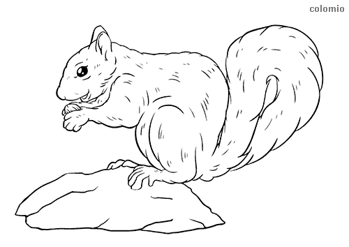 Squirrels coloring pages free printable squirrel coloring sheets