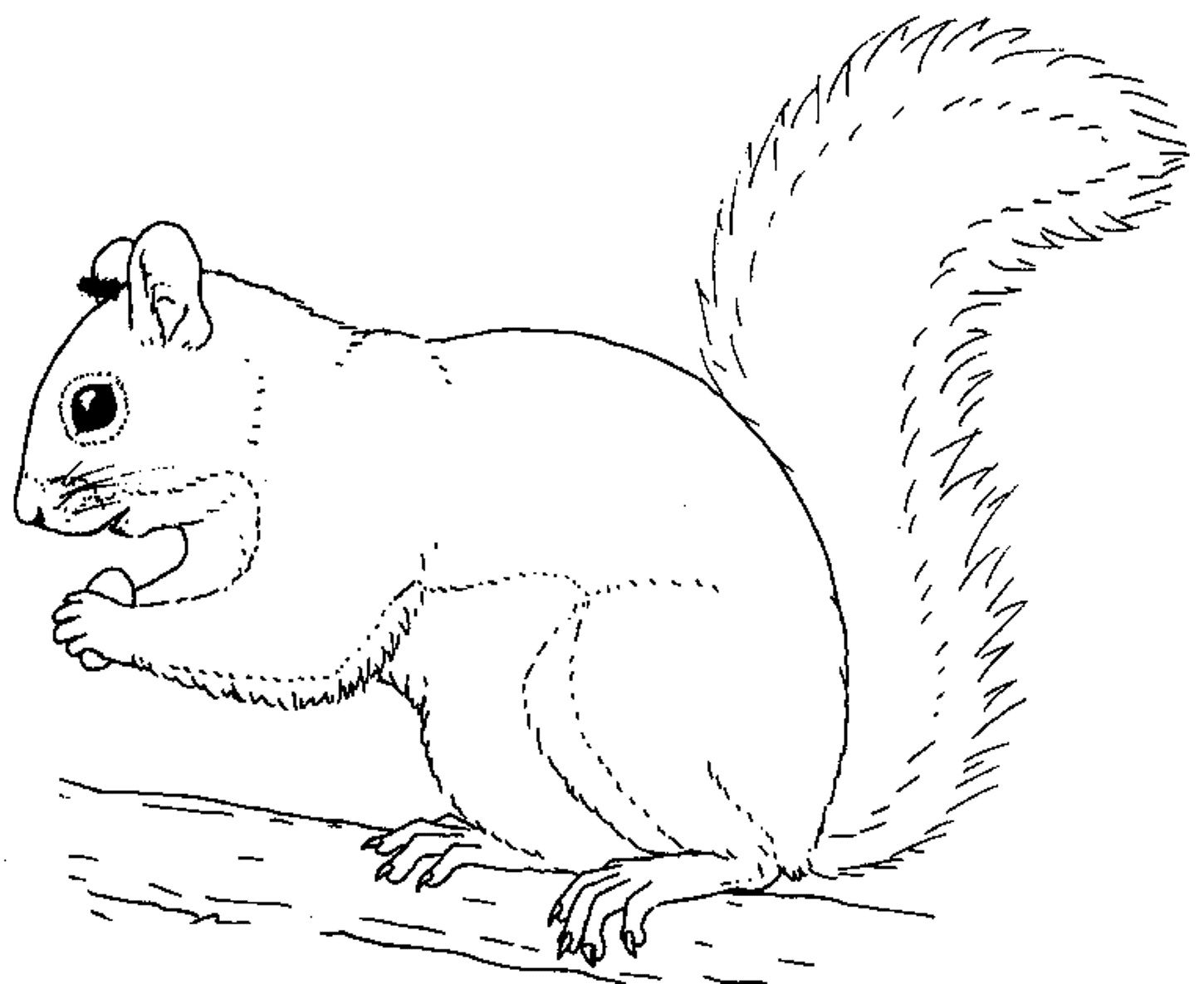 Printable squirrel coloring pages squirrel coloring page coloring pages super coloring pages