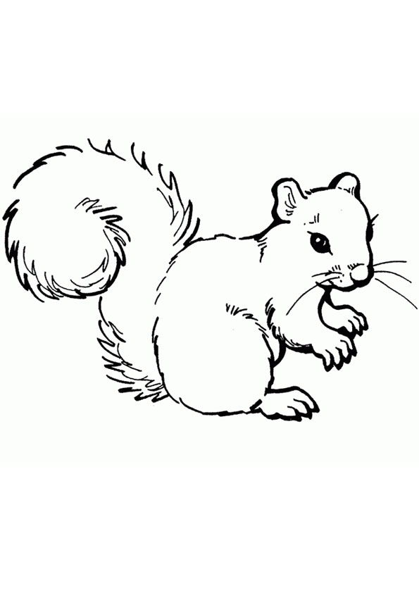 Coloring pages squirrel coloring page