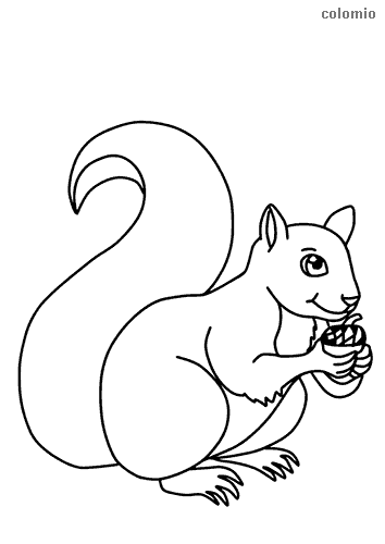 Squirrels coloring pages free printable squirrel coloring sheets