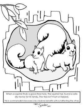 Squirrel and tree hole mensalism coloring page by mrsspeaker tpt