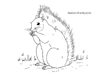 Eastern fox squirrel coloring page by mama draw it tpt