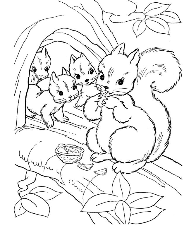 Free printable squirrel coloring pages for kids animal coloring pages squirrel coloring page fall coloring pages