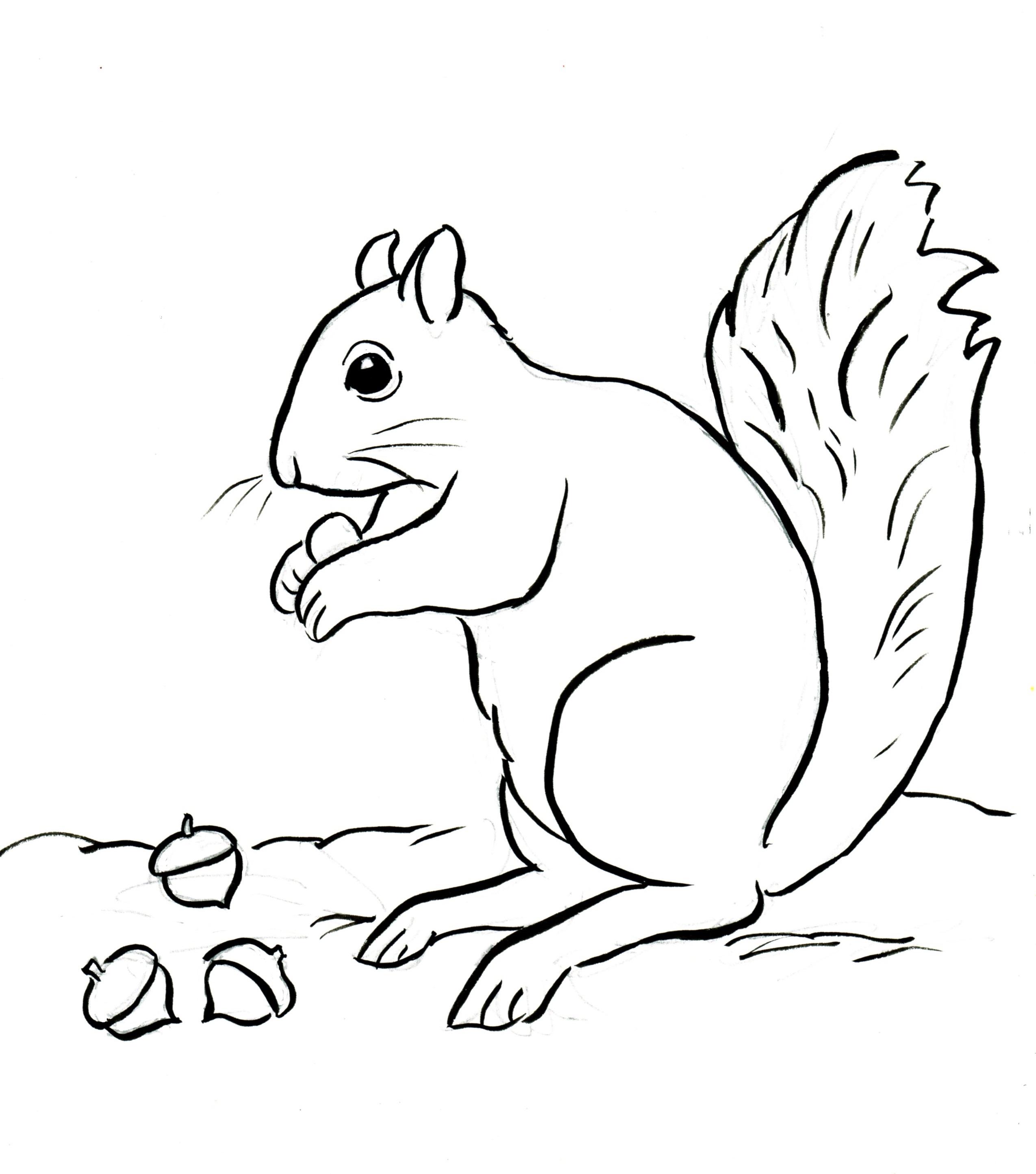 Squirrel coloring page