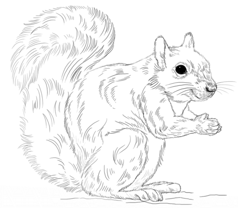 Eastern gray squirrel coloring page free printable coloring pages squirrel coloring page drawing tutorial drawings