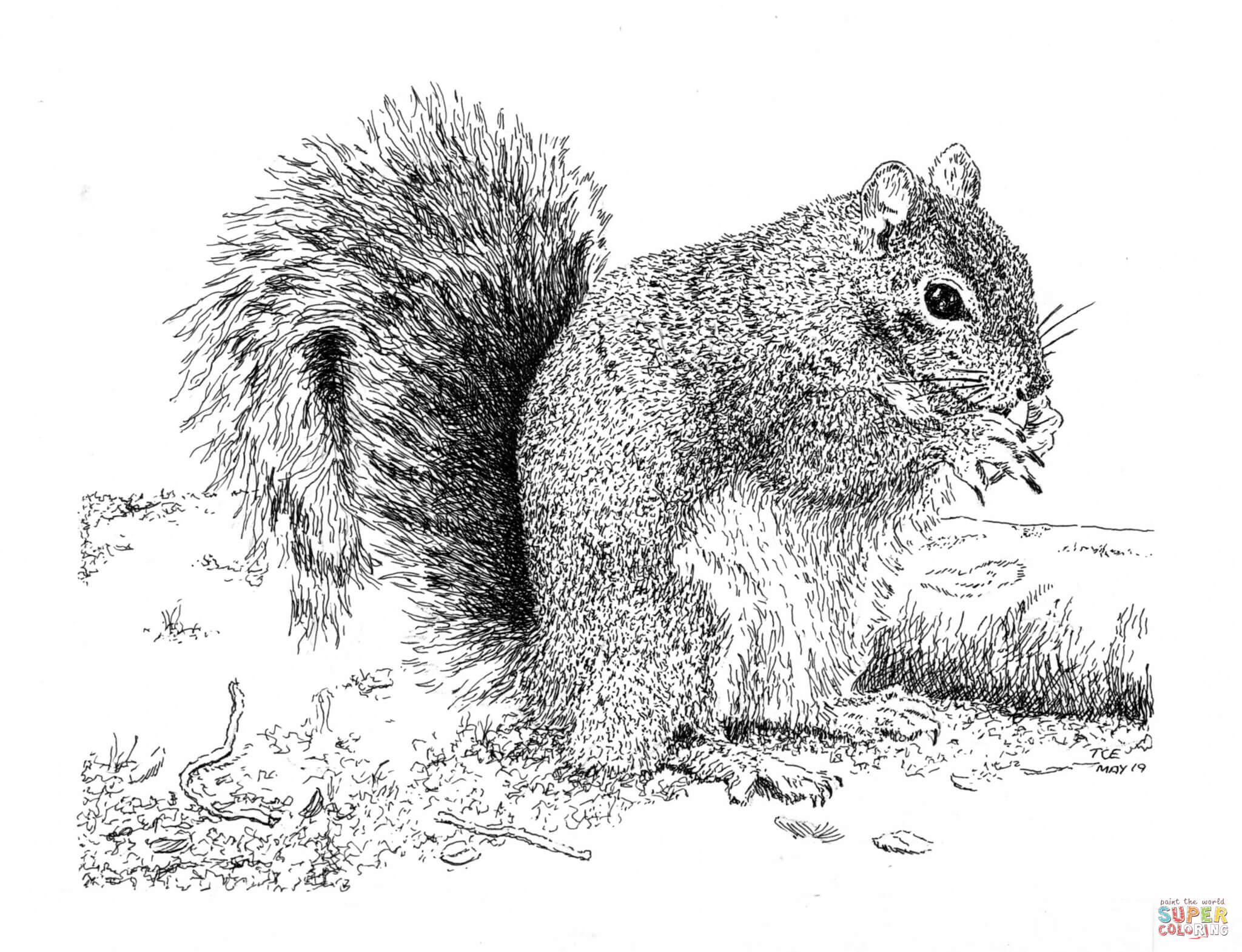 Gray squirrel coloring page free printable coloring pages