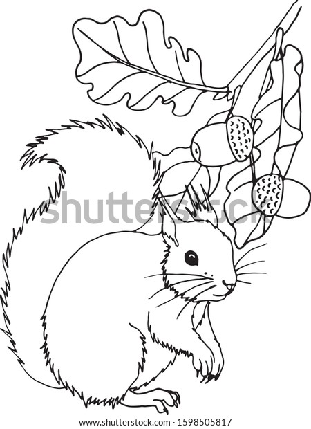 Coloring page squirrel oak brunch stock vector royalty free