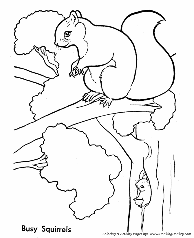 Wild animal coloring pages tree squirrels coloring page and kids activity sheet