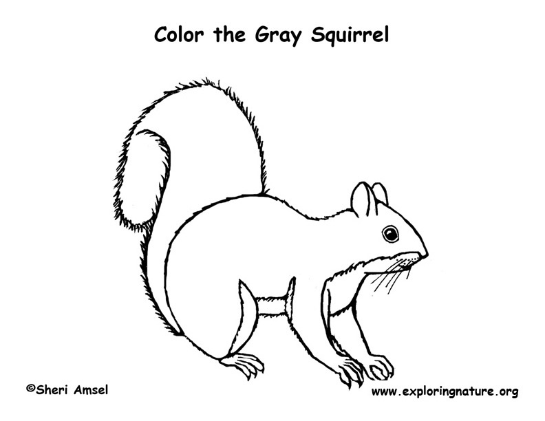 Squirrel gray coloring page