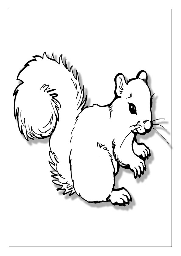 Squirrel coloring pages printable coloring sheets