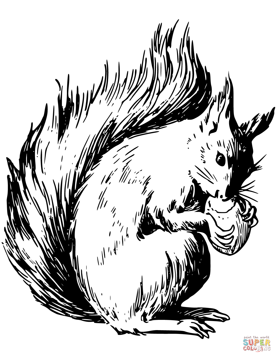 Squirrel eating nuts coloring page free printable coloring pages