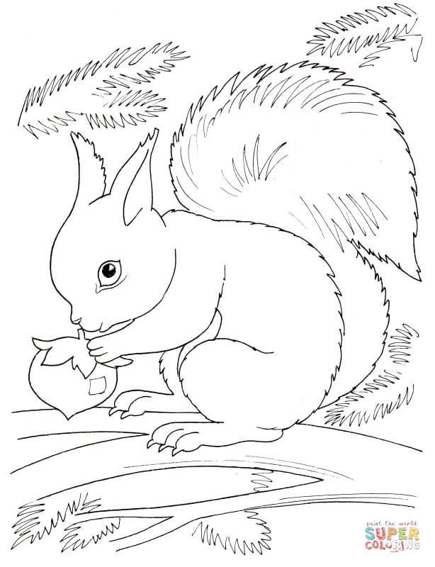 Squirrel eating nut coloring page free printable coloring pages squirrel coloring page horse coloring pages animal coloring pages