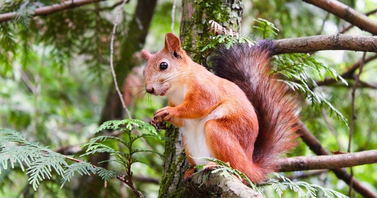 Squirrel coloring pages that celebrate natures cutest environmentalists