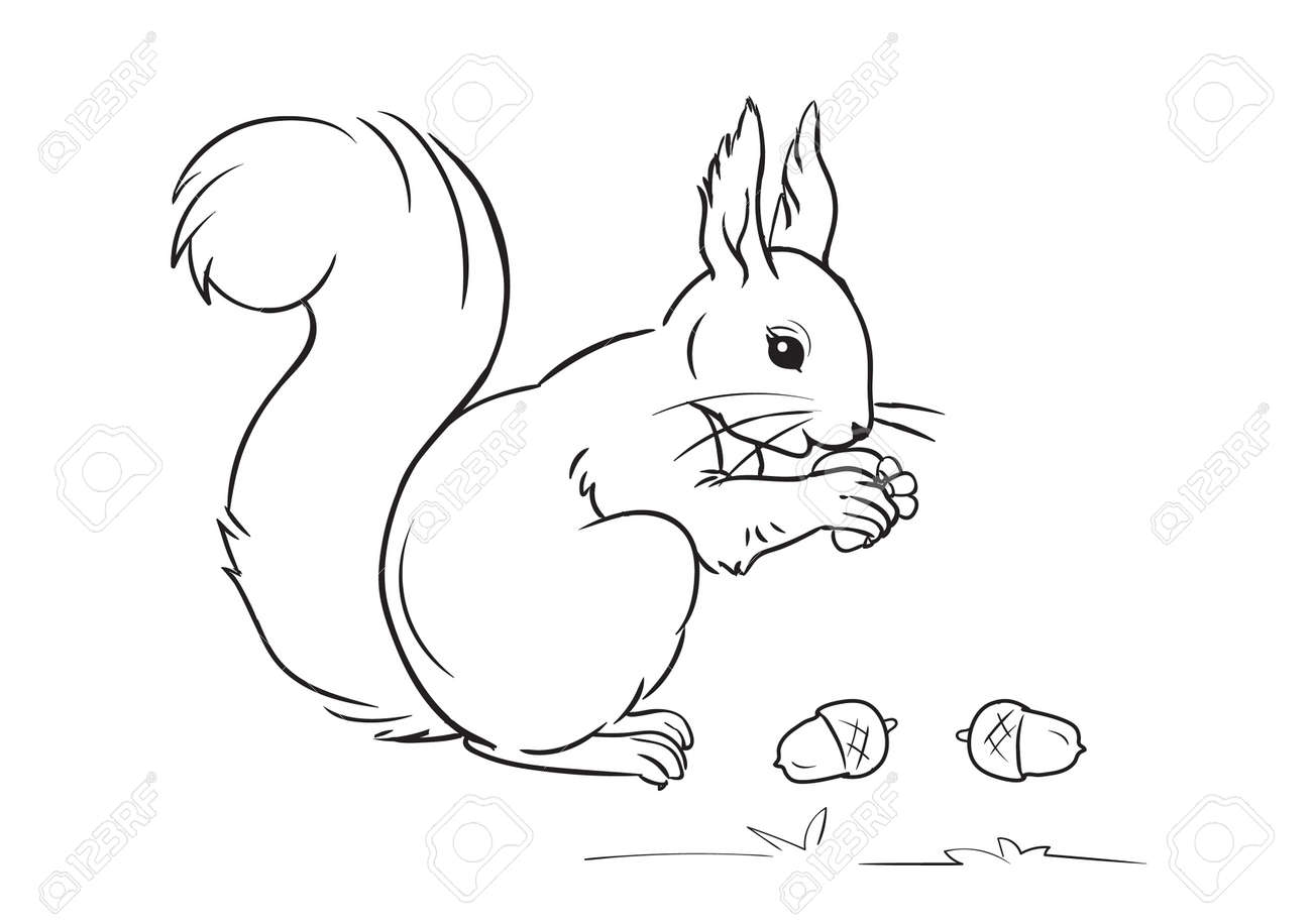 Squirrel a line on a white background coloring pages royalty free svg cliparts vectors and stock illustration image