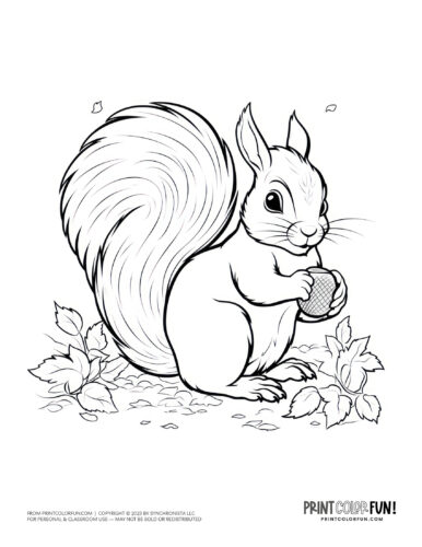 Acorn coloring pages printable clipart at