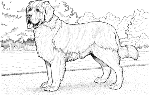 Saint bernard coloring page free printable coloring pages dog coloring page dog coloring book st bernard dogs