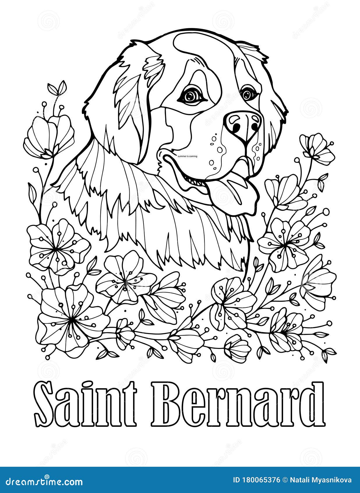 St bernard portrait coloring page for adults and children stock vector