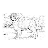 Saint bernard coloring pages