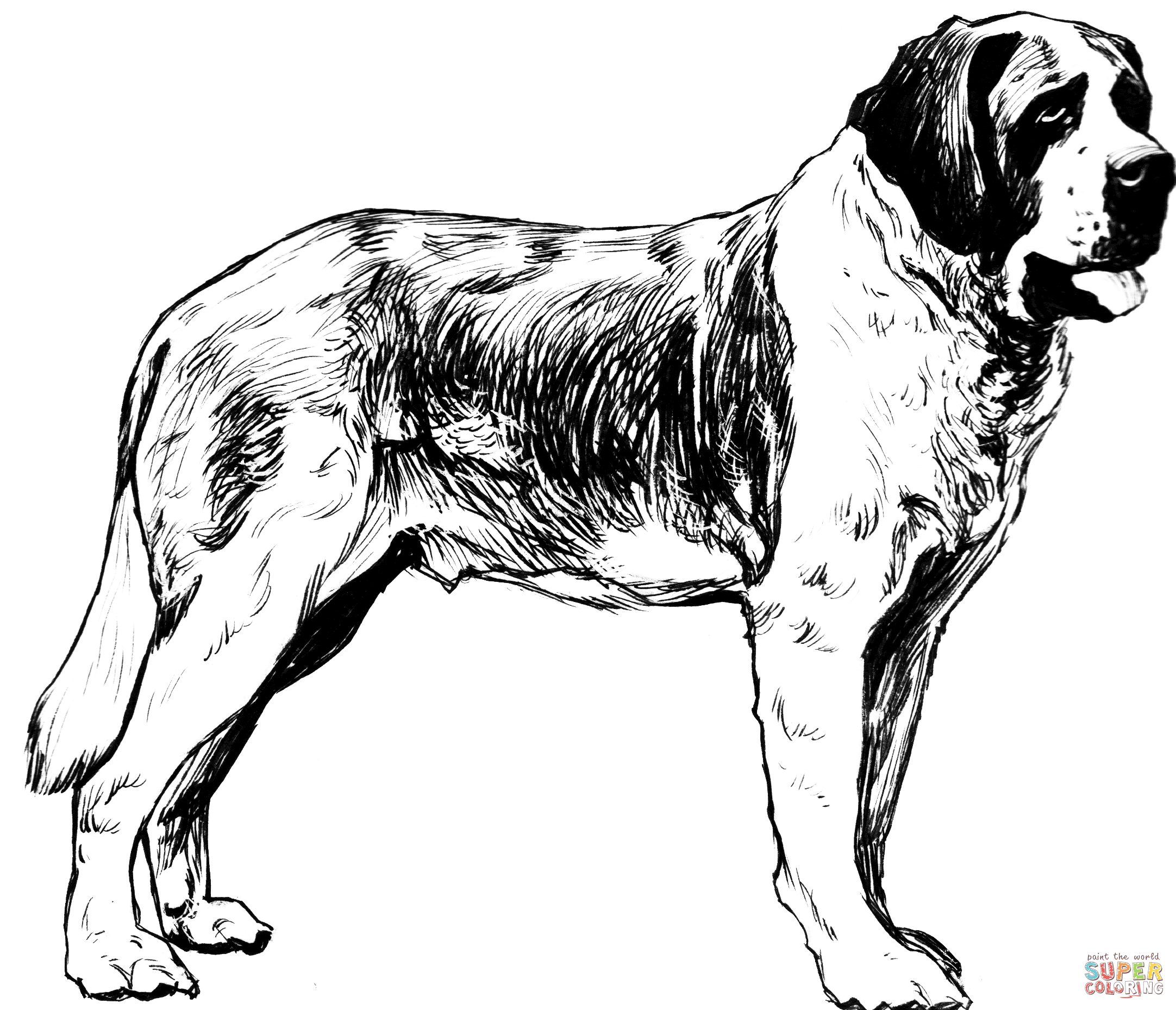 Saint bernard coloring page free printable coloring pages