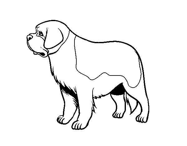 St bernard dog coloring page