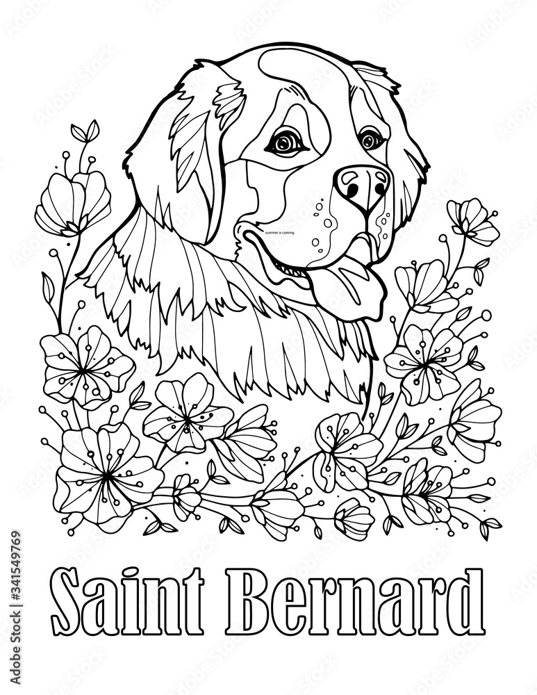 St bernard portrait coloring page for adults and children vector illustration isolated on white background vector