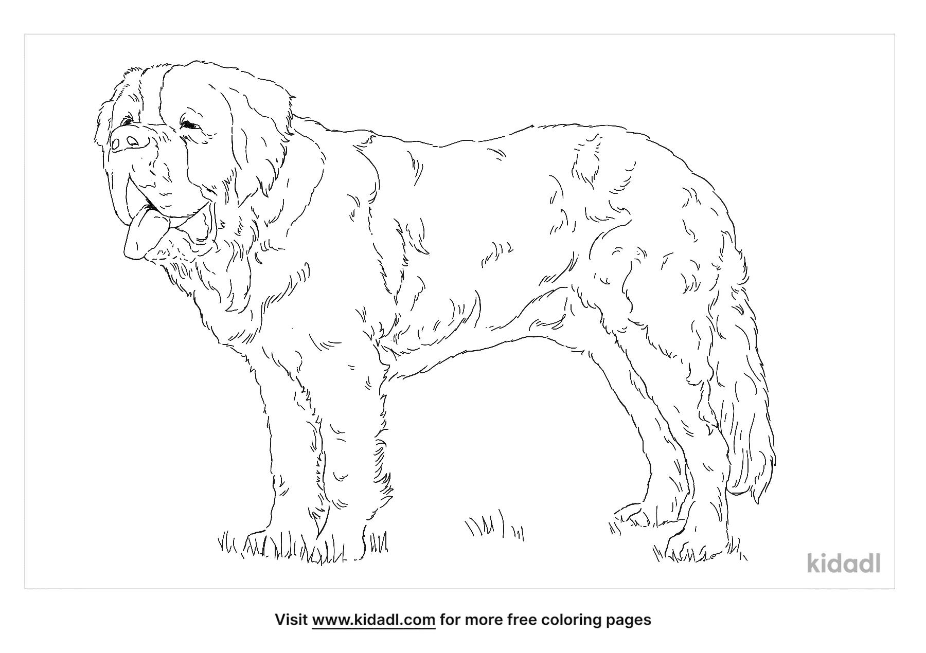 Free saint bernard coloring page coloring page printables