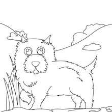 St bernard coloring pages