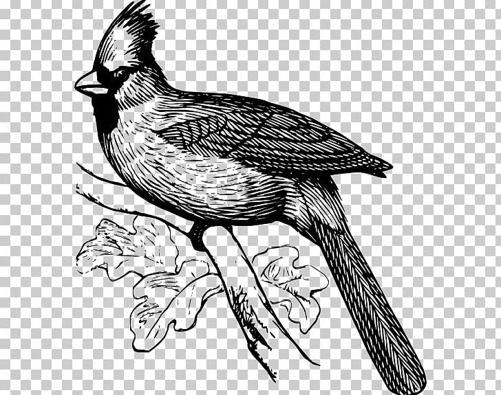 St louis cardinals northern cardinal coloring book bird png clipart animals art artwork beak bird free