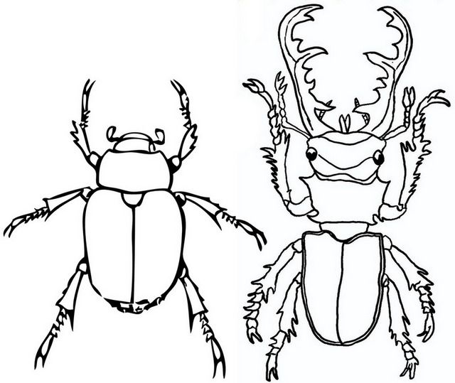 Amazing world of beetle insects with wild nature coloring pages insect coloring pages beetle drawing coloring pages