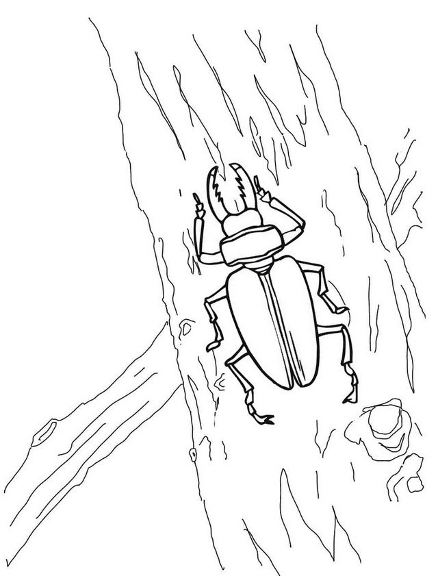 Amazing world of beetle insects with wild nature coloring pages insect coloring pages coloring pages for kids coloring pages