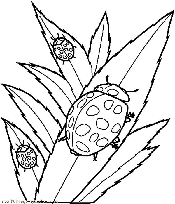 School of beetle coloring pages best place to color ladybug coloring page leaf coloring page bug coloring pages