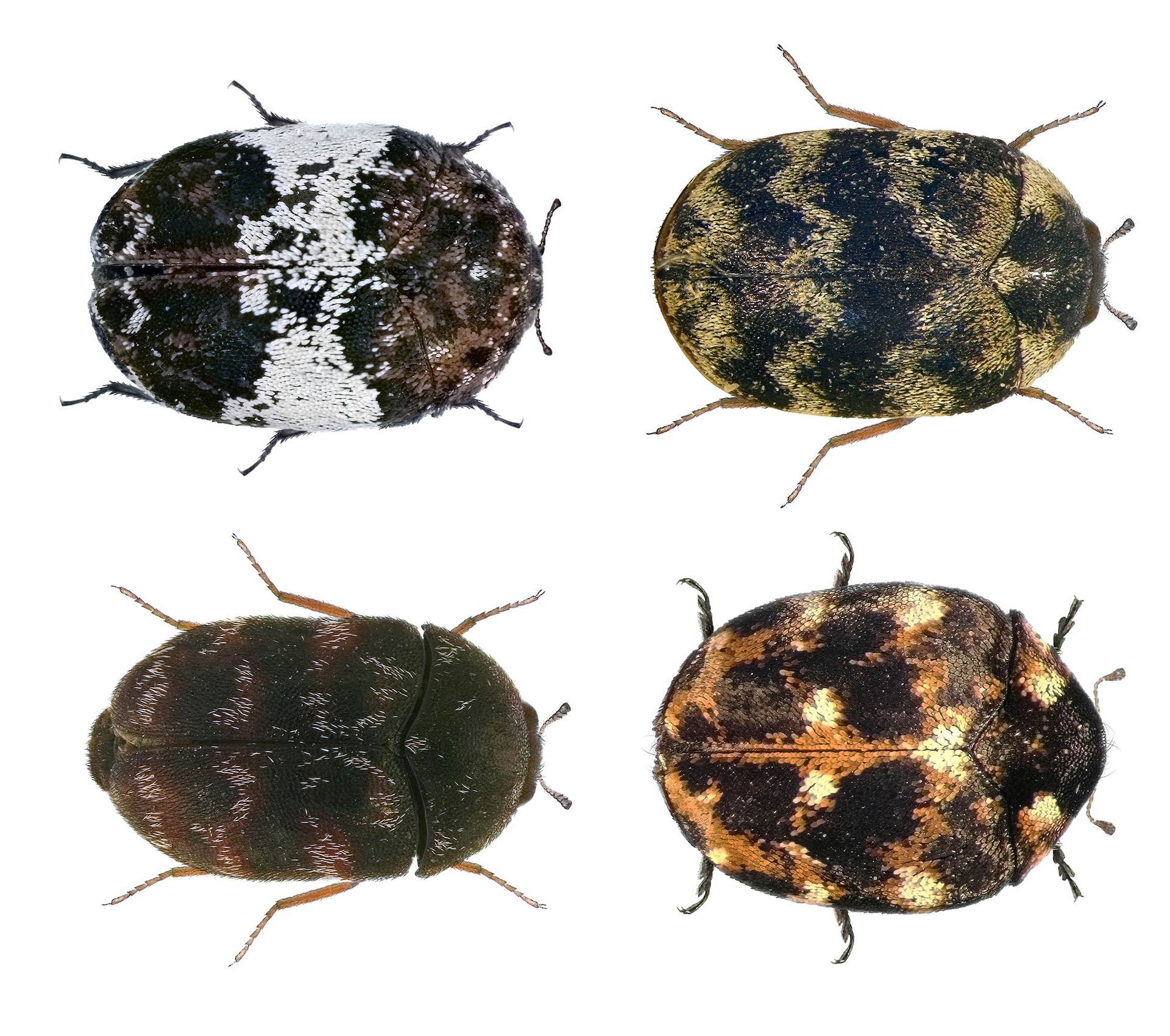 What are carpet beetles carpet beetle facts information