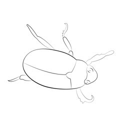 Stag beetle coloring page for kids