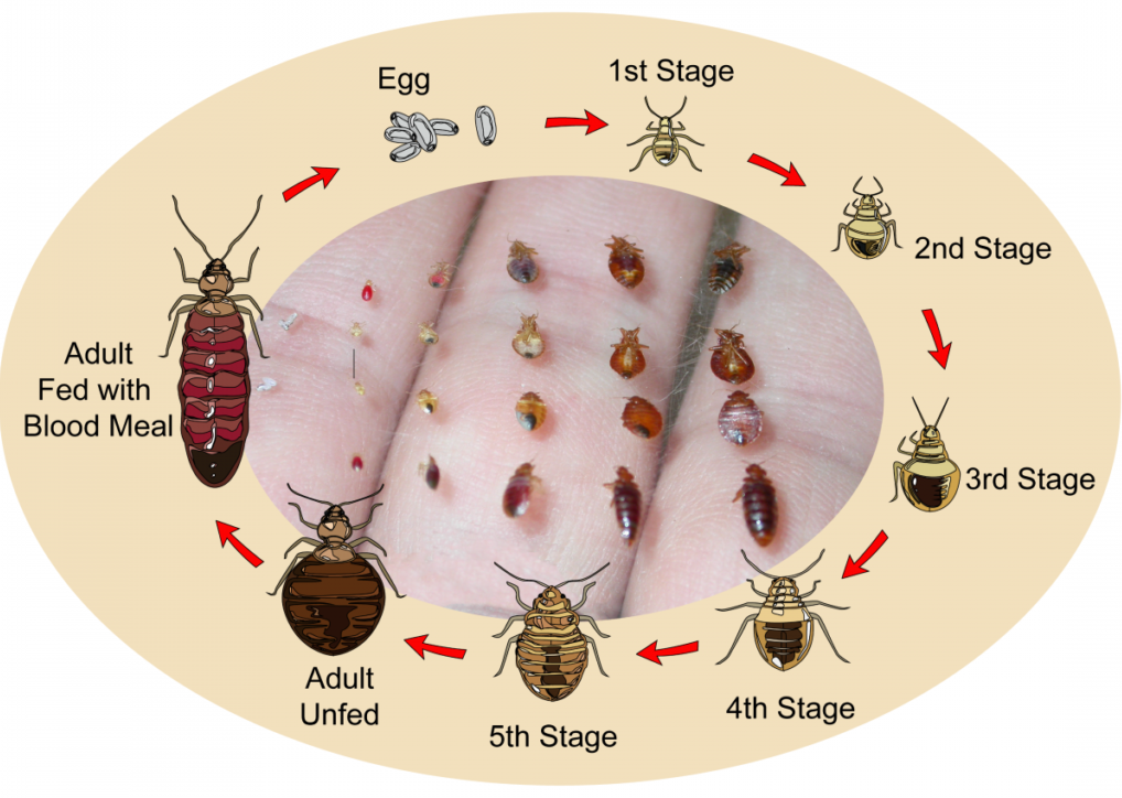 Life cycle