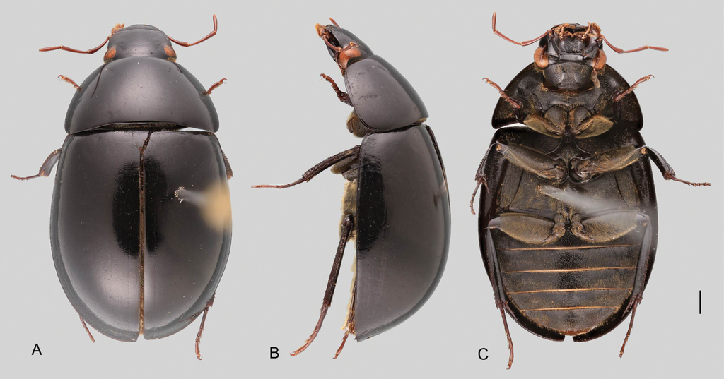 The acidocerinae coleoptera hydrophilidae taxonomy classification and catalog of species