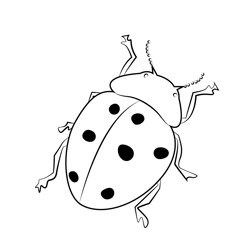 Stag beetle coloring page for kids