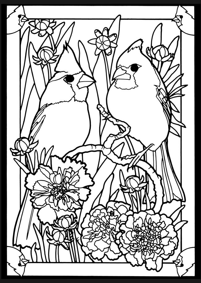 Wele to dover publications dibujos de pãjaro pintura de pajaros pinturas