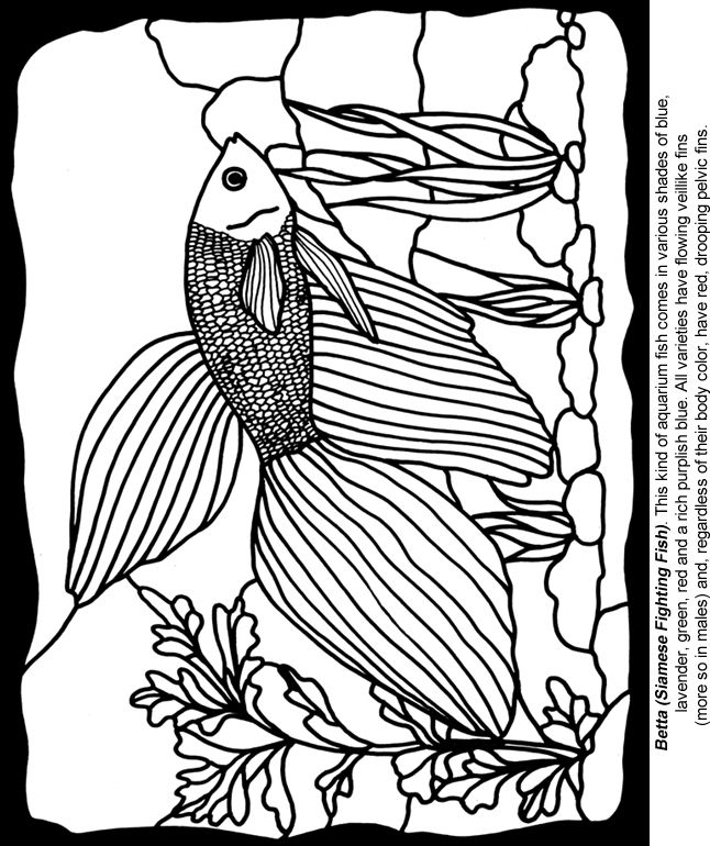 Wele to dover publications coloring books coloring pages adult coloring designs