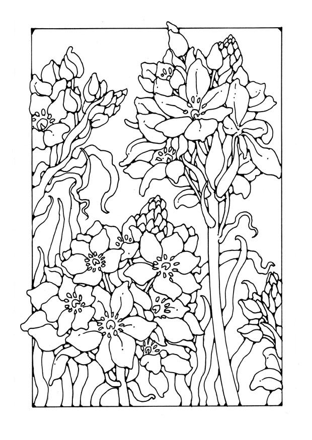 Coloring page lily