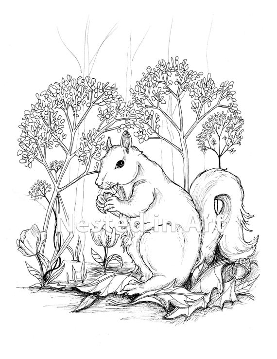 Adult coloring page squirrel digital download