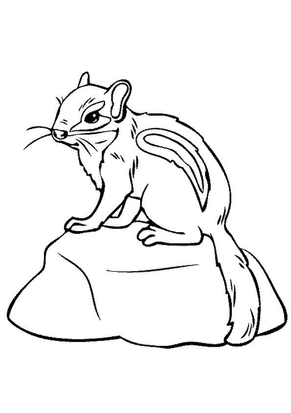 Playful squirrel coloring page for creative kids