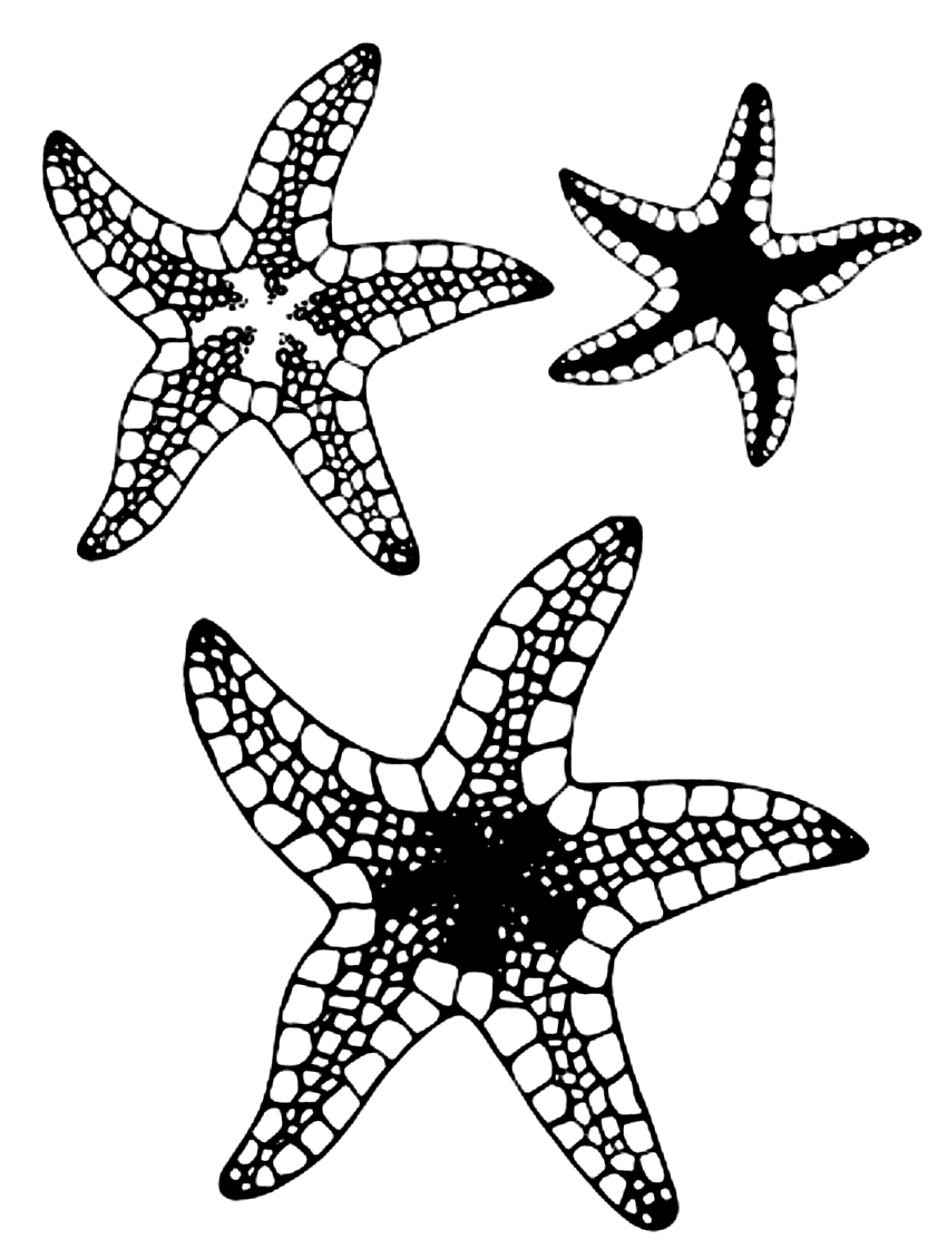 Free printable starfish coloring pages for kids