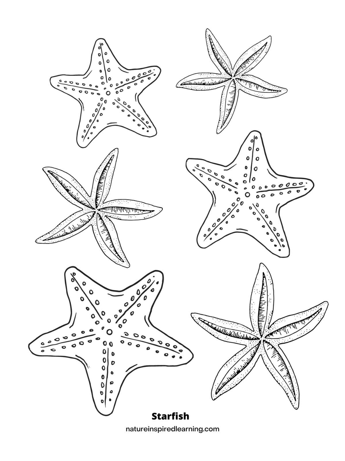 Starfish coloring pages