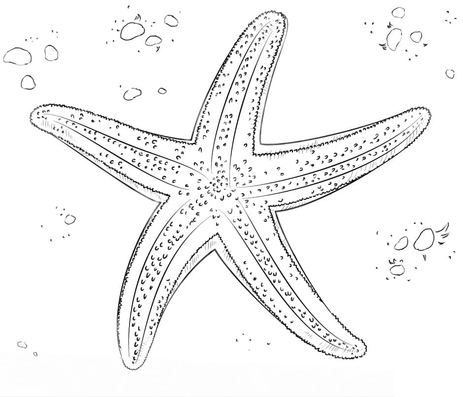 Free drawing of starfish coloring page