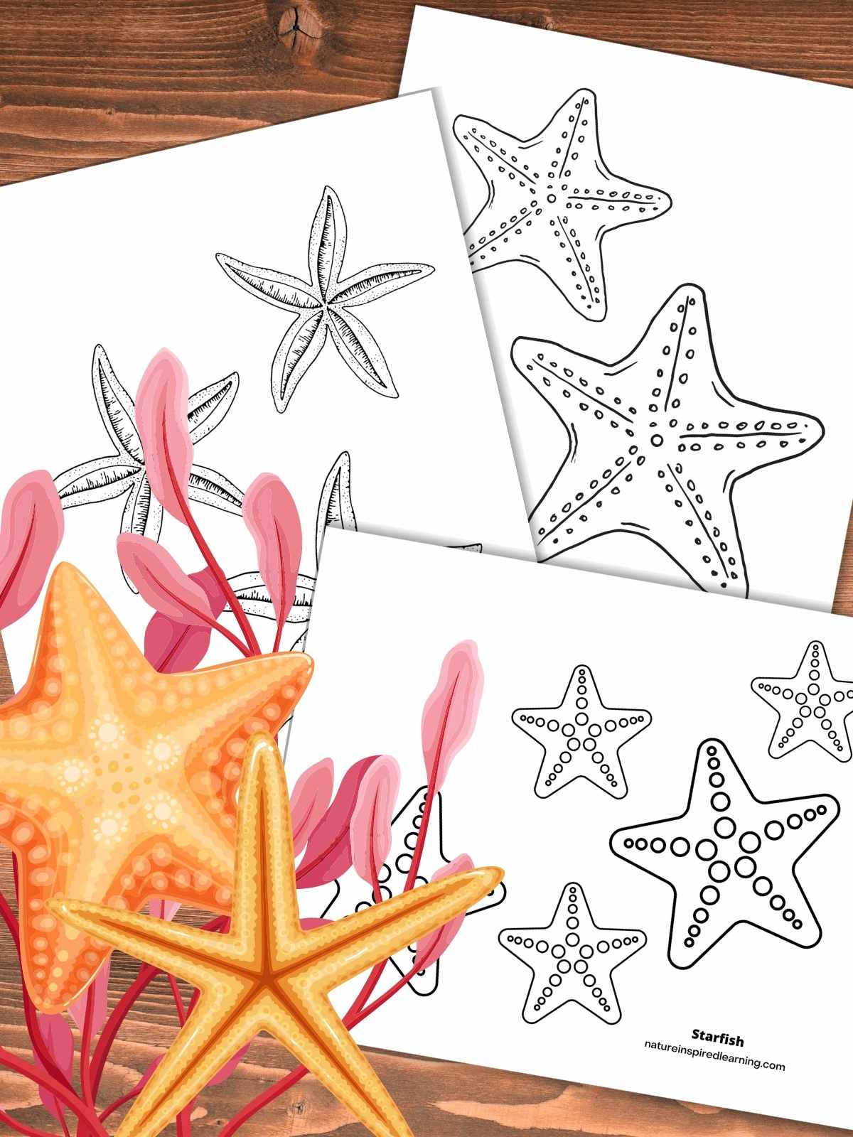 Starfish coloring pages