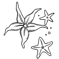 Starfish coloring pages