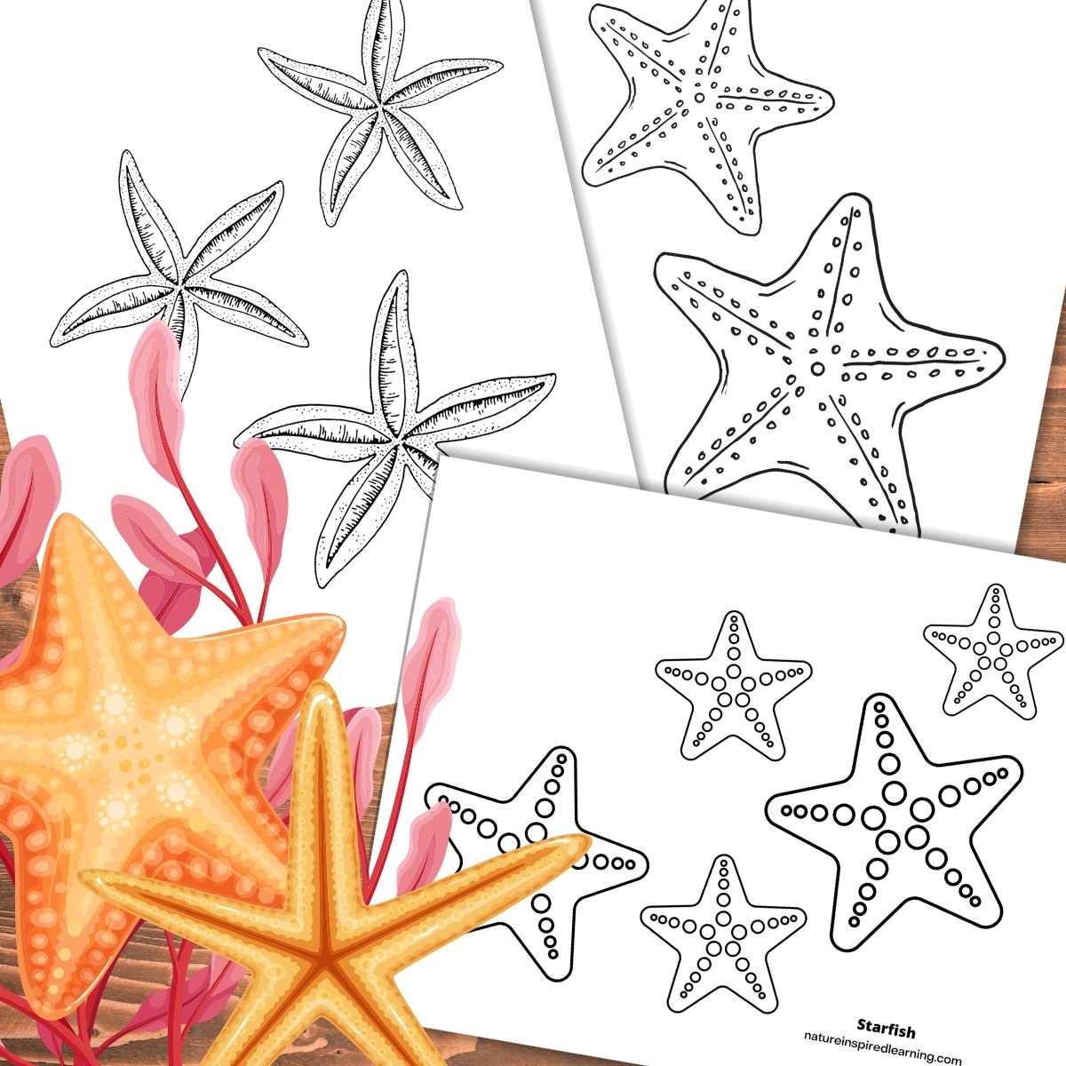 Starfish coloring pages