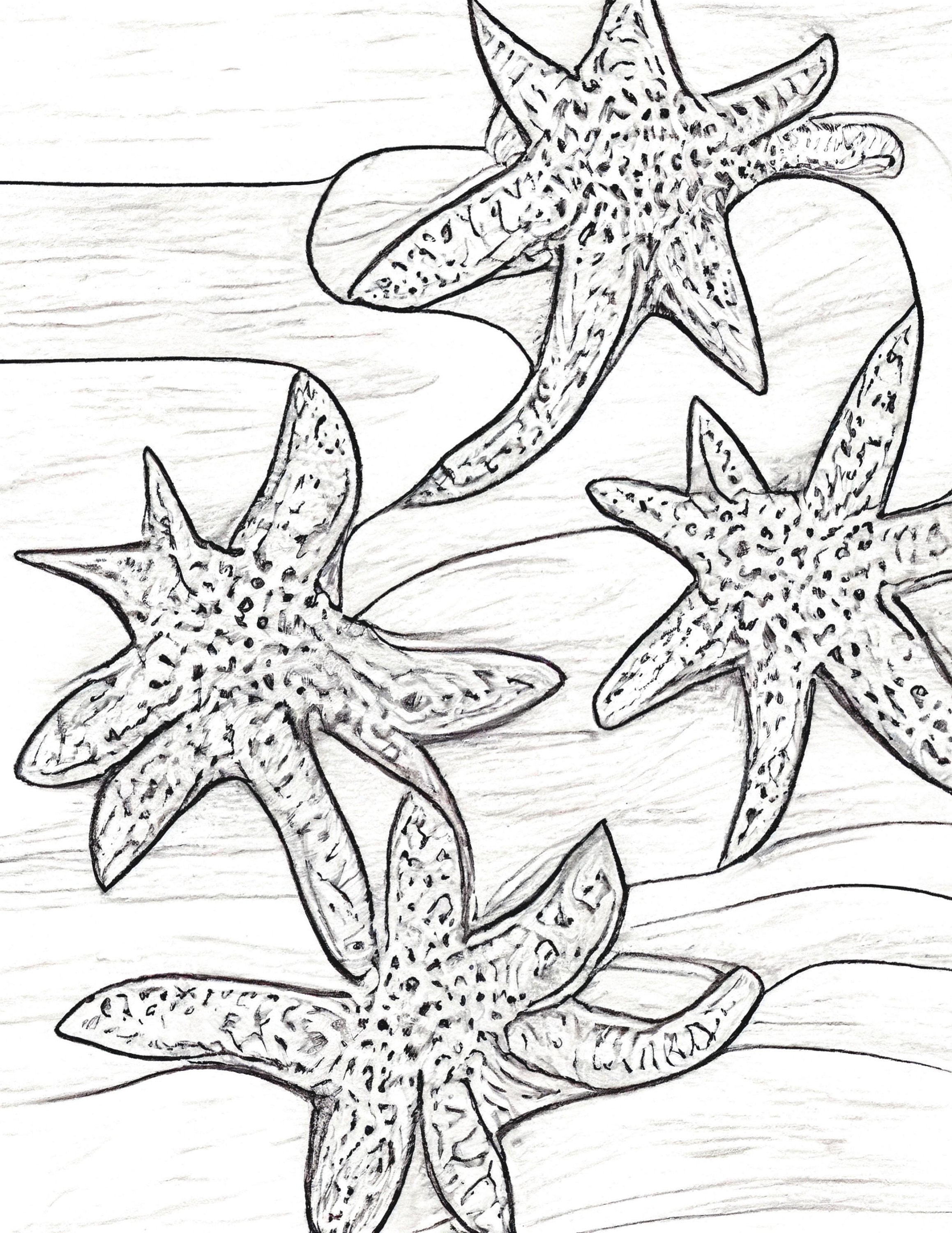 Starfish colouring pages big bundle of images to print