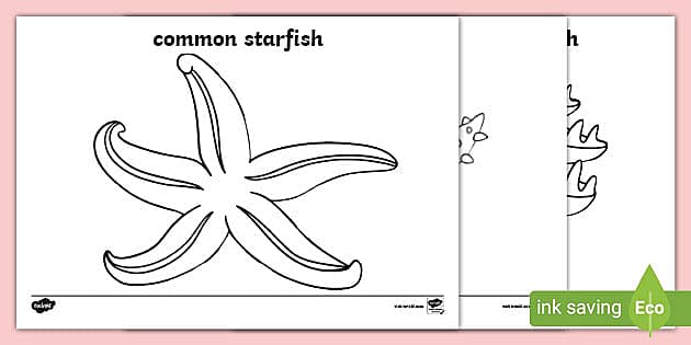 Starfish louring teacher made